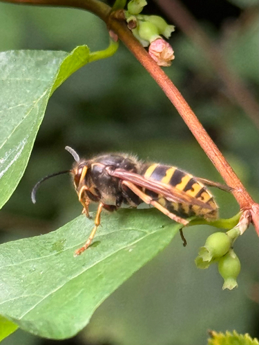 Median Wasp photo 4