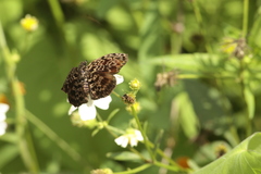 Cycloglypha thrasibulus