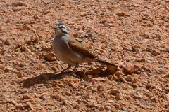 Emberiza capensis