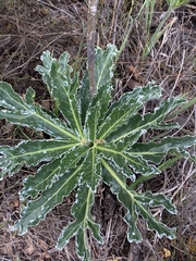 Lichtensteinia lacera