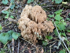 Ramaria acrisiccescens