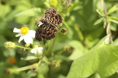 Cycloglypha thrasibulus