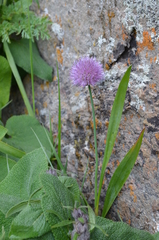 Allium platyspathum