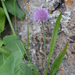 Allium platyspathum - Photo (c) Aleksandr Naumenko, some rights reserved (CC BY-NC), uploaded by Aleksandr Naumenko