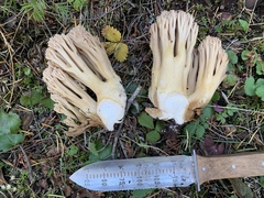 Ramaria acrisiccescens