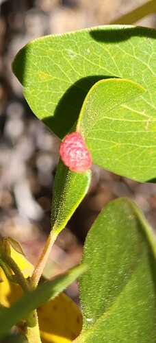 iNaturalist observation photo of Manzanita Leafgall Aphid
