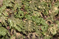 Thamnobryum alleghaniense