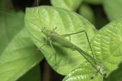 Phaneroptera brevis