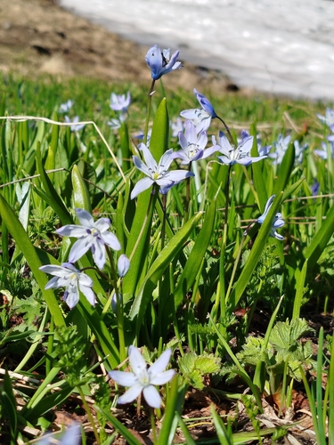 Scilla monanthos