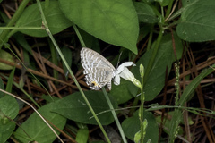 Jamides alecto alocina