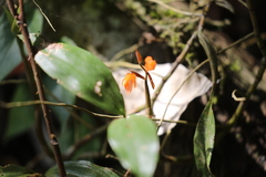 Coelogyninae