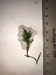 Thamnobryum alleghaniense