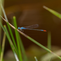 Telebasis rubricauda