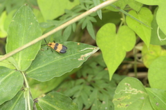 Calopteron reticulatum