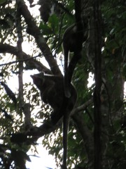 Dendrolagus lumholtzi