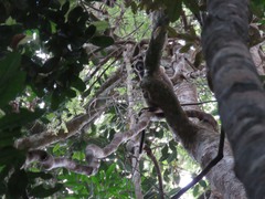 Dendrolagus lumholtzi