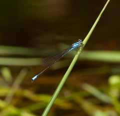 Acanthagrion
