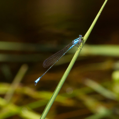 Acanthagrion