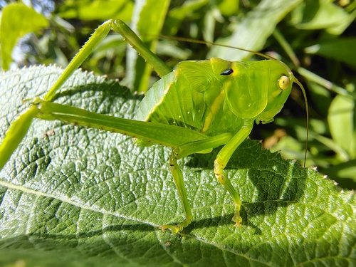 Stilpnochlora azteca