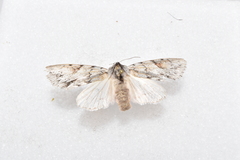 Andropolia