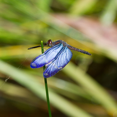 Zenithoptera lanei