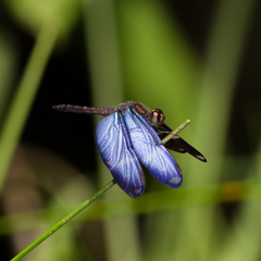 Zenithoptera lanei