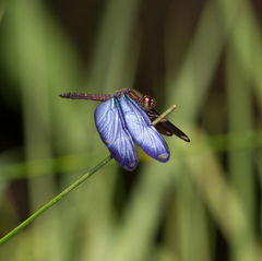 Zenithoptera lanei