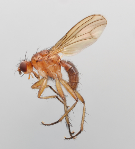 Megaphthalmoides unilineatus