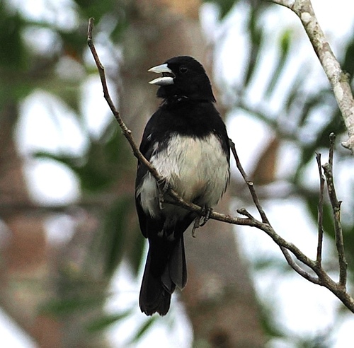 Cone-billed Tanager (Conothraupis mesoleuca), photo 4