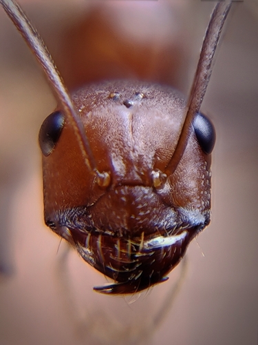 Cataglyphis zakharovi photographed in Türkiye