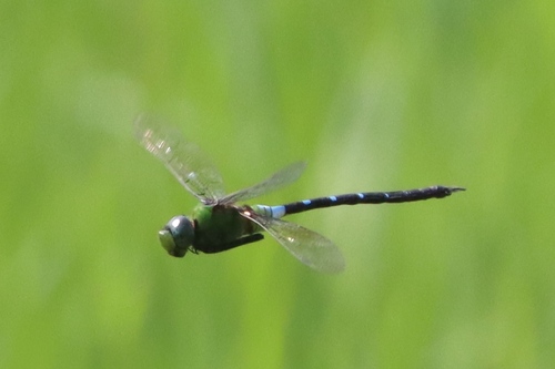Black-and-blue Emperor