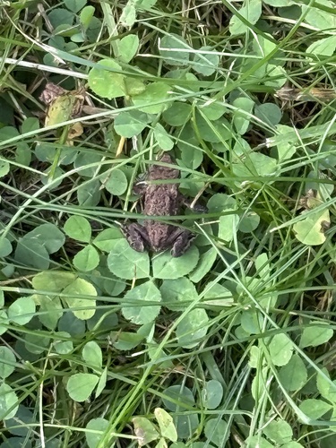 European Toad