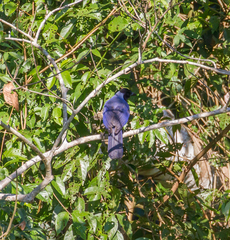 Cyanocorax violaceus