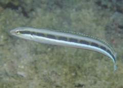 Aspidontus dussumieri