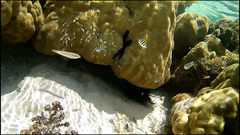 Halichoeres scapularis