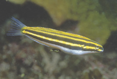 Petroscirtes fallax