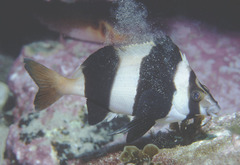 Pseudogoniistius nigripes