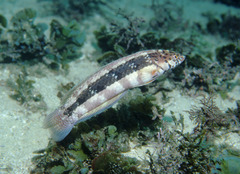 Eupetrichthys angustipes