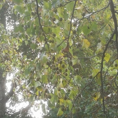 Davidia involucrata