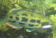 Heteroscarus acroptilus