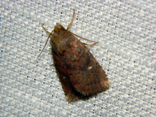 Small Brown Quaker photo 2