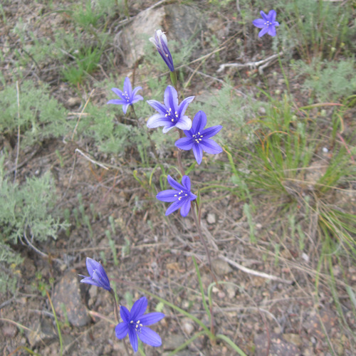 Siberian Lily (Ixiolirion tataricum)
