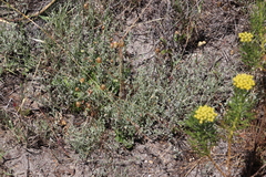 Helichrysum indicum
