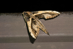 Xylophanes ceratomioides