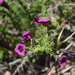 Calibrachoa heterophylla - Photo (c) Lucas C. Wheeler, algunos derechos reservados (CC BY-NC), subido por Lucas C. Wheeler