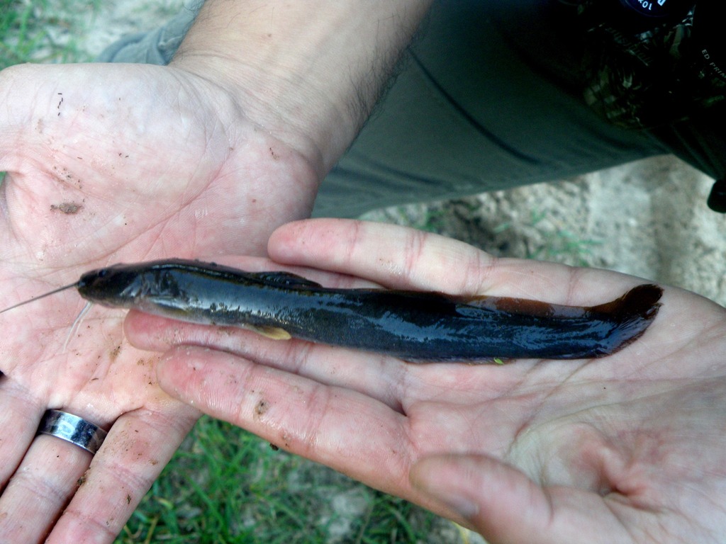 Heptapterus mustelinus