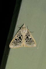 Herminodes tessellata