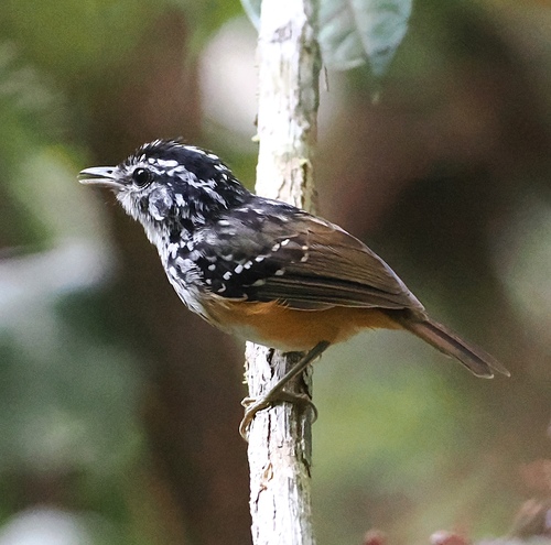 Rondonia Warbling Antbird (Hypocnemis ochrogyna)