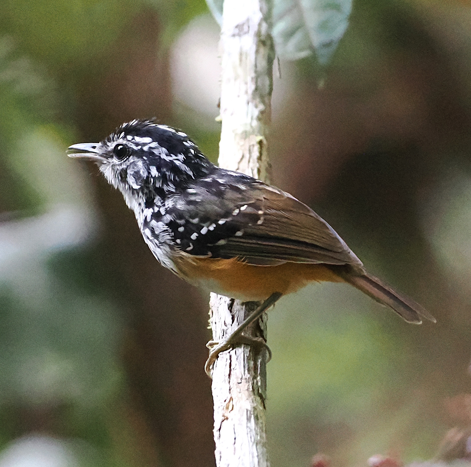 Rondonia Warbling Antbird (Hypocnemis ochrogyna), photo 1
