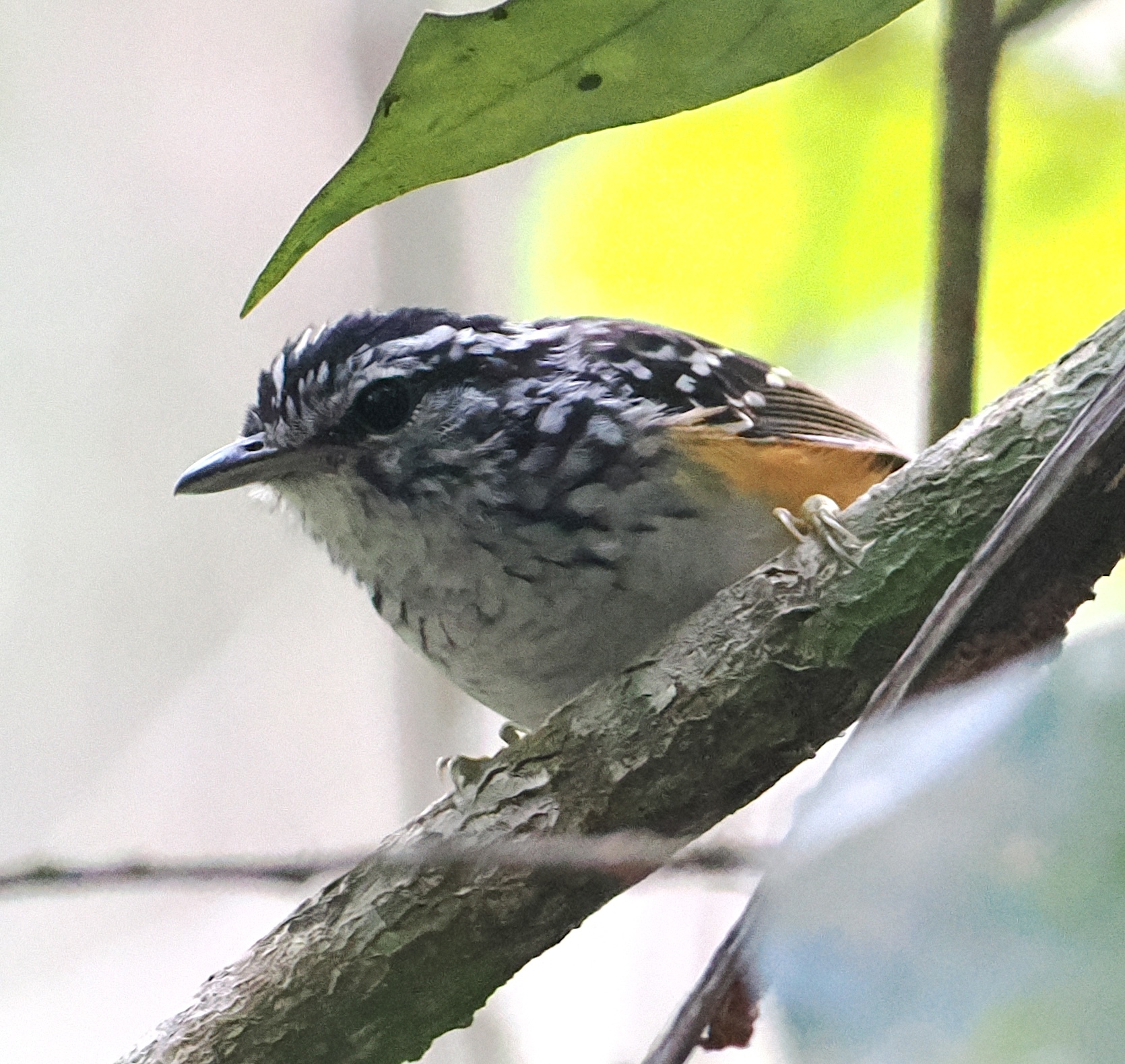 Rondonia Warbling Antbird (Hypocnemis ochrogyna), photo 2